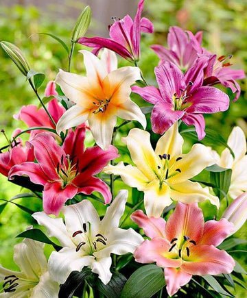 Oriental lily Imported Flower Bulbs Mixed thumbnail 7