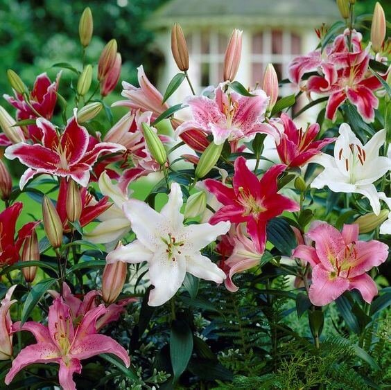 Oriental lily Imported Flower Bulbs Mixed thumbnail 11